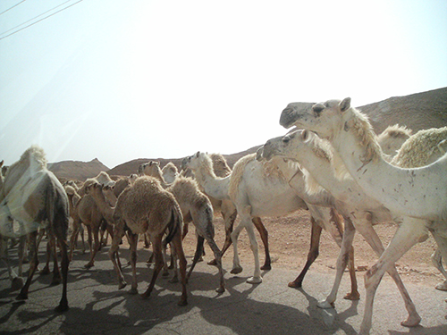 Highway wildlife in Saudi Arabia