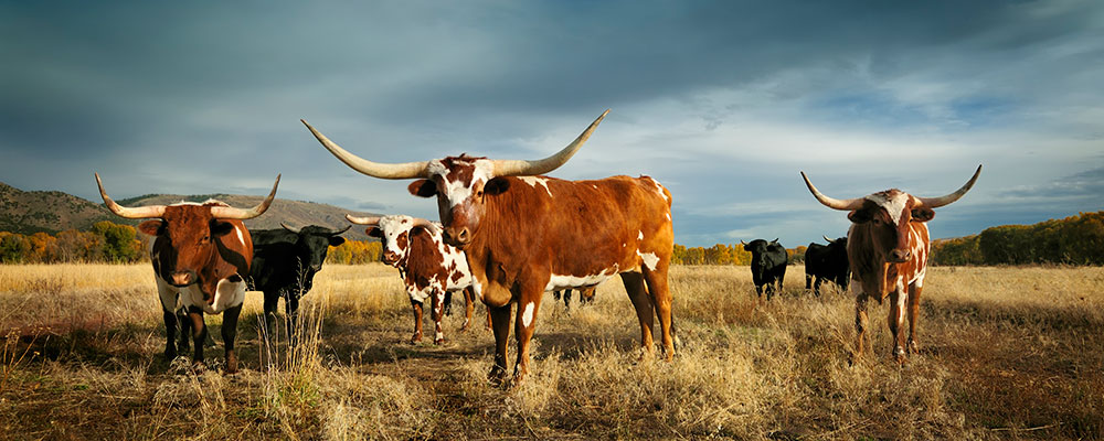 Canada and Mexico get bullish over COOL meat trade wars with U.S.