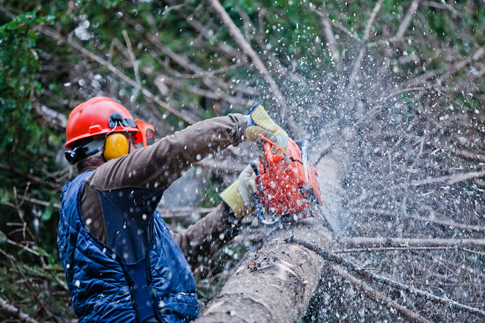 Softwood lumber trade is first U.S.-Canada issue facing newly elected Prime Minister Trudeau