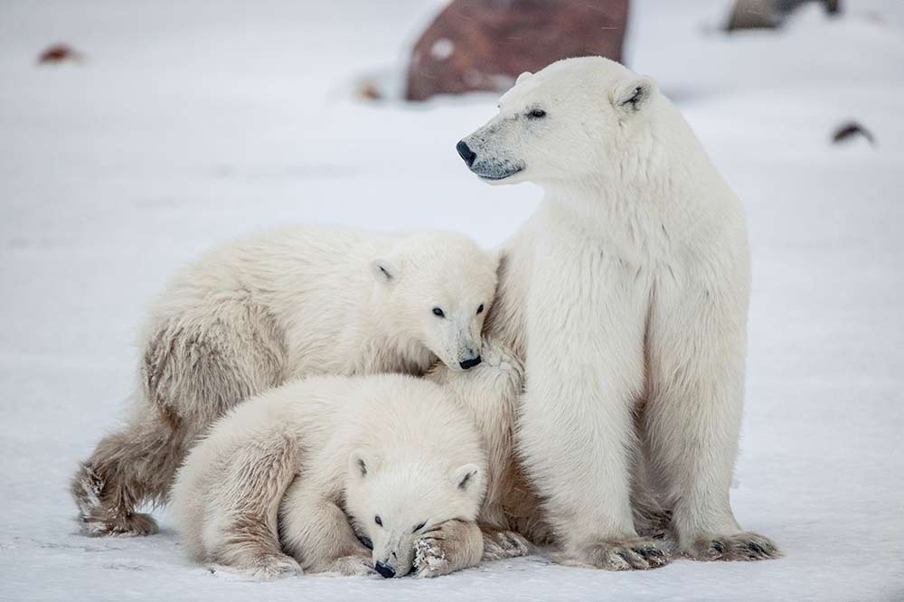 Unbearable Ban on a Northern Trade - polar bear trade