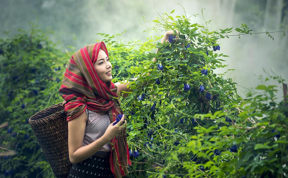 Cambodian woman picking flowers