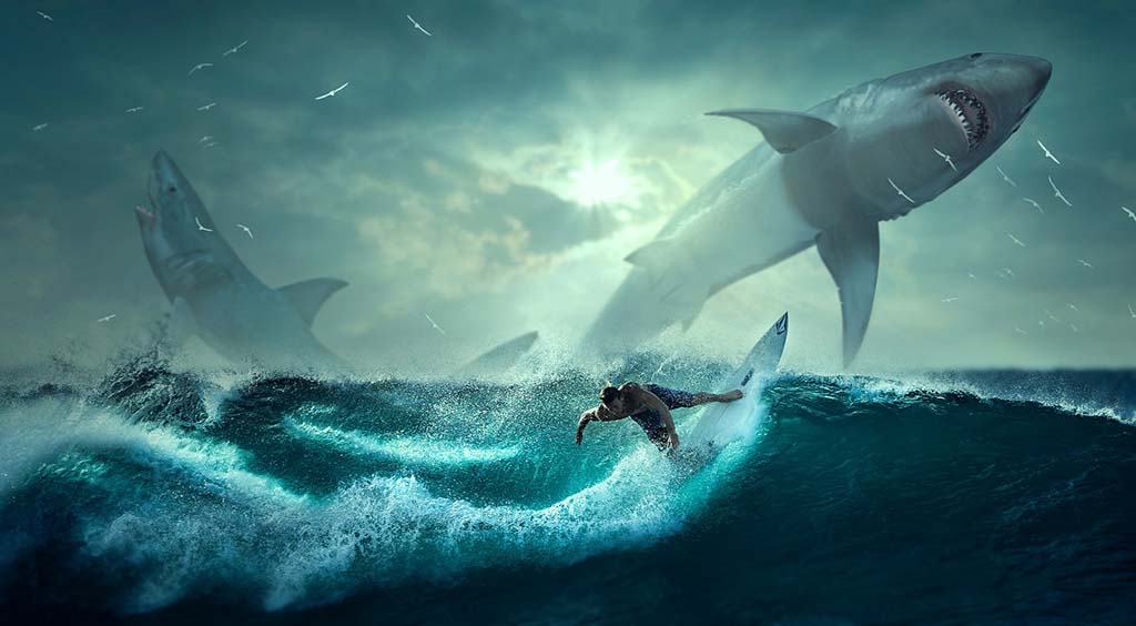 A surfer in shark infested water