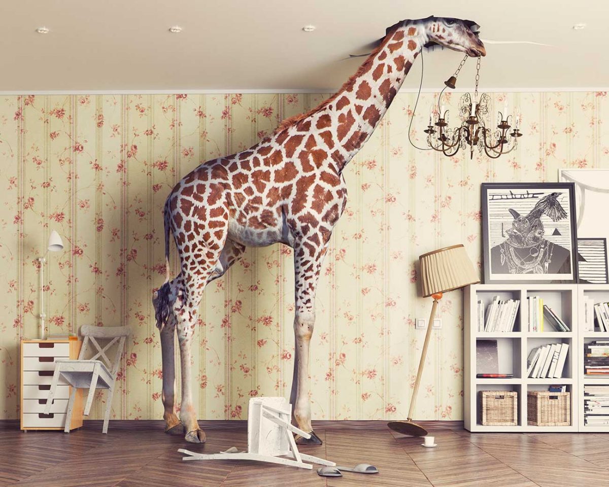 Giraffe in room with head through ceiling
