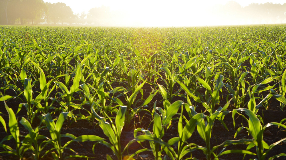 A cornfield at sunset